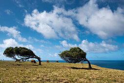 Wind bend trees at Point Howe in the far north of the island, Australia