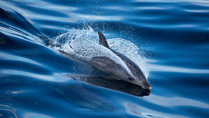 a bottle nose dolphin off the south coast of Tasmania, Tasmania, Austalia