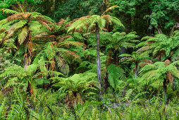 Wald mit Baumfarnen, Redwood Forest, Whakarewarewa Forest, Rotorua, Bay of Plenty, Nordinsel, Neuseeland