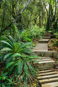 Weg mit Treppen führt durch Wald mit Farnen, Mangorai Track, Aufstieg Pouakai Hut, Mount Egmont, Egmont Nationalpark, Taranaki, Nordinsel, Neuseeland