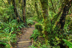 Track with wooden steps leading through forest with fern, Mangorai Track, Pouakai Hut, Mount Egmont, Egmont National Park, Taranaki, North island, New Zealand