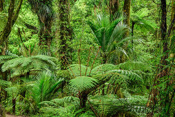 Regenwald mit Farnbäumen, Abel Tasman Coastal Track, Great Walks, Abel Tasman Nationalpark, Tasman, Südinsel, Neuseeland