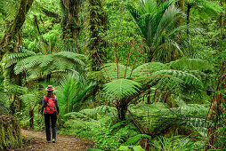 Woman hiking on Abel Tasman Coastal Track through rainforest with fern trees, Abel Tasman Coastal Track, Great Walks, Abel Tasman National Park, Tasman, South island, New Zealand