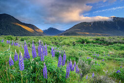 Blaue Lupinen, Arthur's Pass, Arthur's Pass Nationalpark, Canterbury, Südinsel, Neuseeland