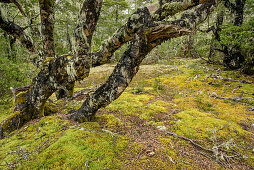 Beech forest, Craigieburn Forst Park, Arthur's Pass, Canterbury, South island, New Zealand