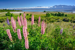 Rosafarbene Lupinen mit Lake Tekapo im Hintergrund, Lake Tekapo, Canterbury, Südinsel, Neuseeland