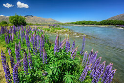 Blaue Lupinen, Ahuriri River, Canterbury, Südinsel, Neuseeland