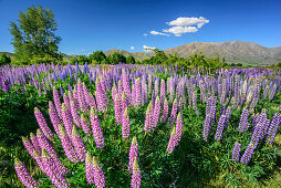 Blaue und rosafarbene Lupinen, Ahuriri River, Canterbury, Südinsel, Neuseeland