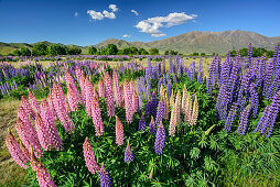 Blaue und rosafarbene Lupinen, Ahuriri River, Canterbury, Südinsel, Neuseeland