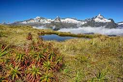 Tarn with view to Southern Alps, Routeburn Track, Great Walks, Fiordland National Park, UNESCO Welterbe Te Wahipounamu, Queenstown-Lake District, Otago, South island, New Zealand