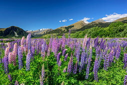 Blue and pink lupines with mountains of Fiordland National Park, Fiordland National Park, UNESCO Welterbe Te Wahipounamu, Queenstown-Lake District, Otago, South island, New Zealand