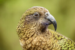 Kea, Nestor notabilis, Mountain parrot, South island, New Zealand