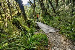 Woman hiking through beech forest, Routeburn Track, Great Walks, Fiordland National Park, UNESCO Welterbe Te Wahipounamu, Queenstown-Lake District, Otago, South island, New Zealand