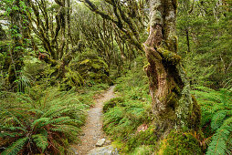 Track leading through beech forest, Routeburn Track, Great Walks, Fiordland National Park, UNESCO Welterbe Te Wahipounamu, Queenstown-Lake District, Otago, South island, New Zealand