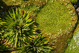 Aster and moss, Kepler Track, Great Walks, Fiordland National Park, UNESCO Welterbe Te Wahipounamu, Southland, South island, New Zealand