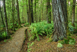 Weg führt durch Buchenwald mit Farnen, Kepler Track, Great Walks, Fiordlands Nationalpark, UNESCO Welterbe Te Wahipounamu, Southland, Südinsel, Neuseeland