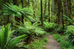Track leading through forest with fern trees, Hump Ridge, Hump Ridge Track, Fiordlands National Park, UNESCO world heritage Te Wahipounamu, Southland, South island, New Zealand