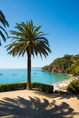 Aussichtsterasse mit Palmen, Rayol-Canadel-sur-Mer, Var, Côte d'Azur, Südfrankreich, Frankreich