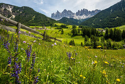 flower meadow and Geislergruppe, Santa Maddalena, Villnößtal, Dolomites, South Tyrol, Italy