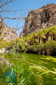 Palm tree lined river, canyon, Preveli, Crete, Greece, Europe