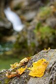 Herbstlaub mit Wasserfall unscharf im Hintergrund, Kuhfluchtfälle, Farchant, Estergebirge, Bayerische Alpen, Oberbayern, Bayern, Deutschland