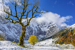 Maple trees in autumn colours on snow-covered meadow, Grosser Ahornboden, Eng, Karwendel, Natural Park Karwendel, Tyrol, Austria