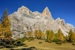 Herbstlich verfärbte Lärchen mit Monte Pelmo, Monte Pelmo, Dolomiten, UNESCO Welterbe Dolomiten, Venetien, Italien
