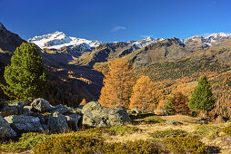 Cevedale with larch trees in autumn colours in foreground, valley of Martelltal, Ortler group, South Tyrol, Italy