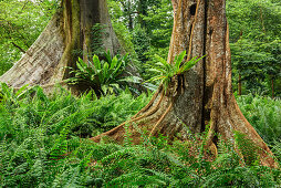 Tropische Bäume mit Brettwurzeln und Farne, Botanische Gärten Singapur, UNESCO Welterbe Singapore Botanical Gardens, Singapur