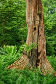 Tropical tree with buttress roots and fern, Botanical Gardens Singapore, UNESCO World Heritage Site Singapore Botanical Gardens, Singapore