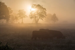 Pasture with cattle in fog at sunrise, Hesel, Friedeburg, Wittmund, East Frisia, Lower Saxony, Germany, Europe