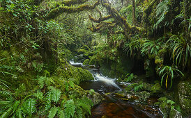gorge in the Forêt de Bebour, Reunion, France