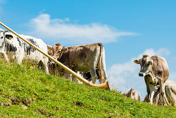 Cows on the Alpe di Siusi listen to an alphorn, Compatsch, South Tyrol, Alto Adige, Italy