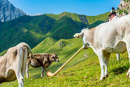 Cows on the Alpe di Siusi listen to an Alphorn player, Compatsch, South Tyrol, Alto Adige, Italy