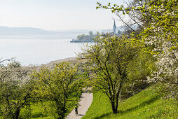 Flowering fruit trees and bicyclists, Sipplingen, Lake Constance, Lake Constance district, Baden-Württemberg, Germany