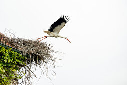 White Stork (Ciconia ciconia) in nest on roof, near Salem, Lake Constance, Baden-Württemberg, Germany