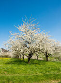 cherry blossom, Obereggenen, Markgräflerland, Black Forest, Baden-Württemberg, Germany