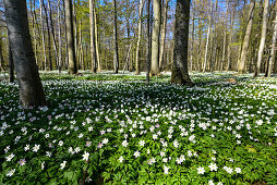Spring flowers in woods, Kellenhusen,  Schleswig Holstein, Germany