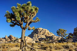 Joshua trees standing in savanna, Joshua Tree National Park, California, USA