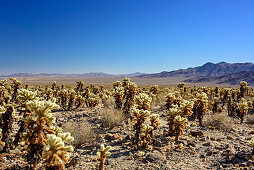 Cacti in Joshua Tree National Park, Joshua Tree National Park, California, USA