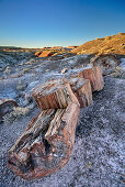 Baumstamm aus versteinertem Holz, Petrified Forest Nationalpark, Arizona, USA