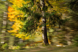 Moved trees, abstract, autumn, Bavaria, Germany, Europe