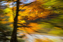 Bewegter Baum abstrakt, Herbst, Bayern, Deutschland