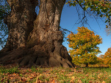 Knorriger Lindenstamm (Naturdenkmal) und Herbstlaub im Englischen Garten, München, Oberbayern, Deutschland