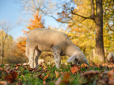 A lamb grazing in autumnal grassland in the northern part of the Englischer Garten, Munich, Upper Bavaria, Germany