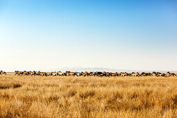 USA, Nevada, Wells, Mustang Monument, A sustainable luxury eco friendly resort and preserve for wild horses is home to 650 rescued mustangs that roam the 900 square mile property in NE Nevada, Saving America's Mustangs Foundation