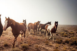 USA, Nevada, Wells, Mustang Monument, A sustainable luxury eco friendly resort and preserve for wild horses is home to 650 rescued mustangs that roam the 900 square mile property in NE Nevada, Saving America's Mustangs Foundation