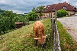 Rind, Herde, Bauernhof, Mostviertel, Niederösterreich, Österreich, Europa