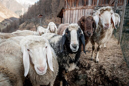sheep, the Alps, South Tyrol, Trentino, Alto Adige, Italy, Europe