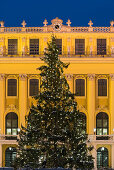 Christmas tree in front of the Schönbrunn Castle, 14. Hietzing district, Vienna, Austria